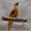 Yellow Weaver Bird